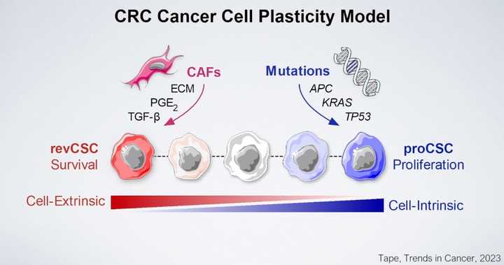 CRC organoids