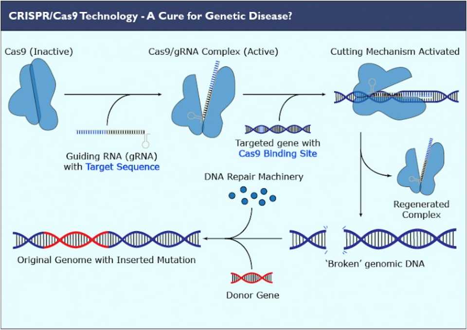 CRISPR