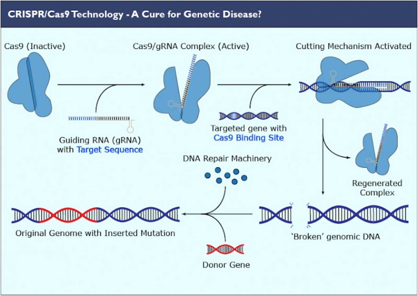 Crispr cas9 технология презентация - 89 фото