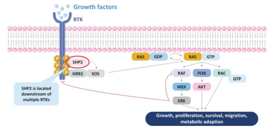 SHP2 Pathways